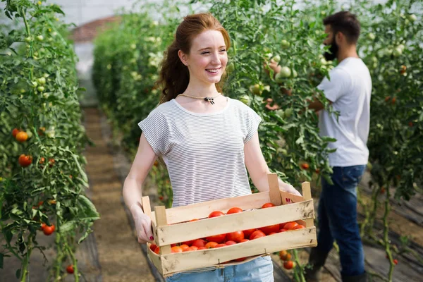 年轻的微笑农业女工在前面和同事和一箱西红柿 在温室中收获西红柿 — 图库照片