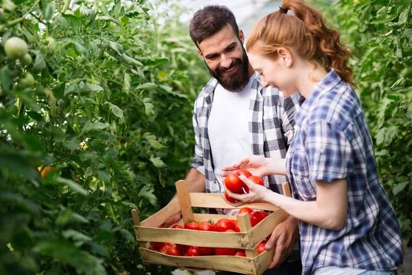 Jeune Agricultrice Souriante Ouvrière Travaillant Récoltant Des Tomates Serre — Photo