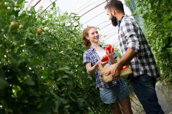 Mulher Bonito Homem Planta Tomate Hothouse — Fotografia de Stock