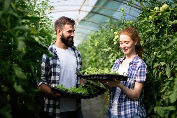 Twee Slimme Mensen Werken Een Kas — Stockfoto