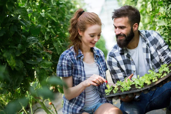 Dos Jóvenes Sonriendo Trabajando Invernadero Con Brotes Concepto Protección Cuidado — Foto de Stock