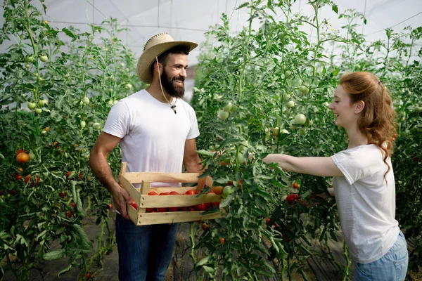 Молода Пара Вирощує Овочі Сучасній Теплиці — стокове фото