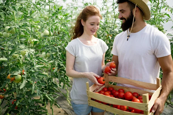 Cute woman and man in tomato plant at hothouse