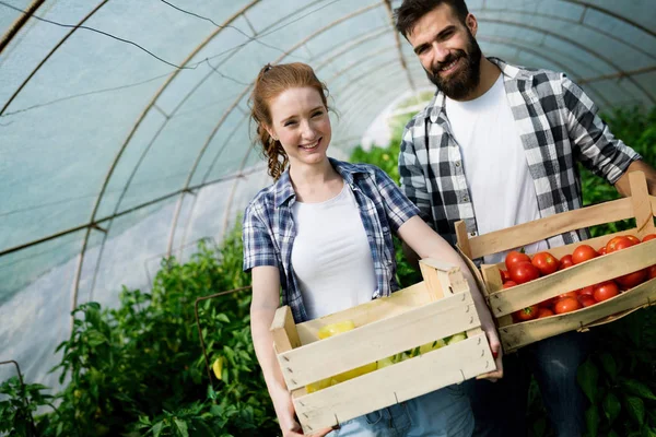 Joven Sonriente Mujer Agricultura Hombre Trabajador Trabajando Cosecha Tomates Invernadero — Foto de Stock