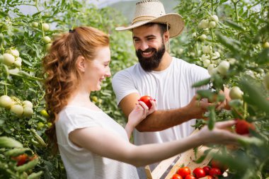 İki genç yakışıklı insanlar serada çalışma.