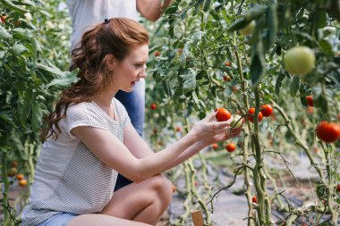 Güler yüzlü sera bahçe ve hasat sezonundan taze sebze hasat