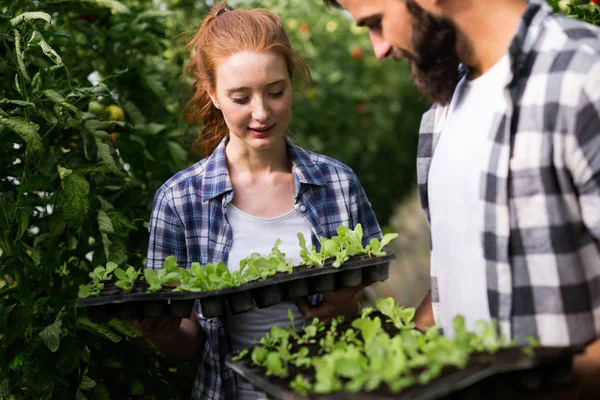 Twee Aantrekkelijke Jonge Mensen Werken Kas Plantgoed Zaailingen — Stockfoto