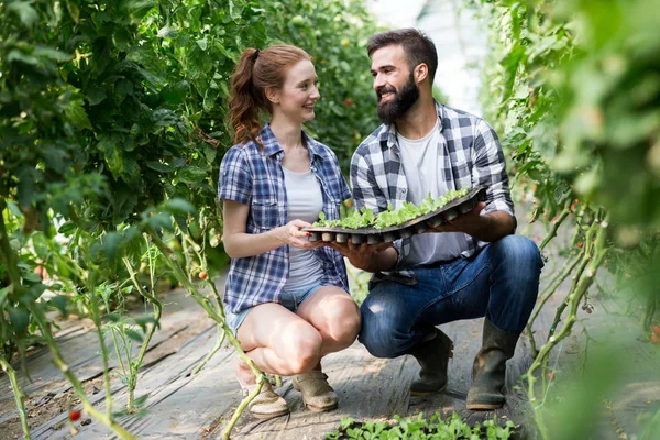 Twee Jonge Knappe Mensen Werken Kas — Stockfoto