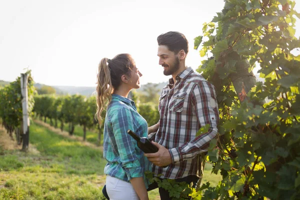 Romantic Couple Vineyard Harvesting — Stock Photo, Image