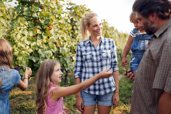 Keluarga petani anggur bersama-sama di kebun anggur — Stok Foto
