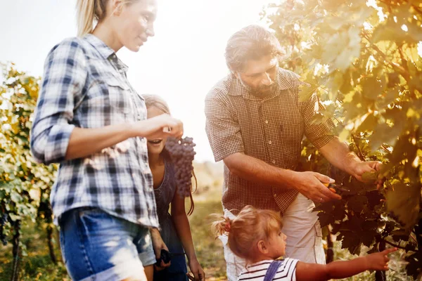 Winemaker ailesinin üzüm bağı