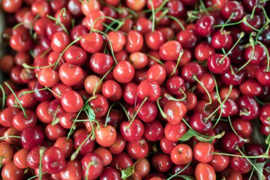 Olgun kiraz sapları ve yaprakları ile yığın kapatın. Olgun Kiraz arka plan.