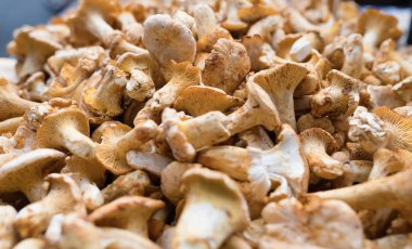 Orman yenilebilir mantar çörek resmi oluşturan kapatın