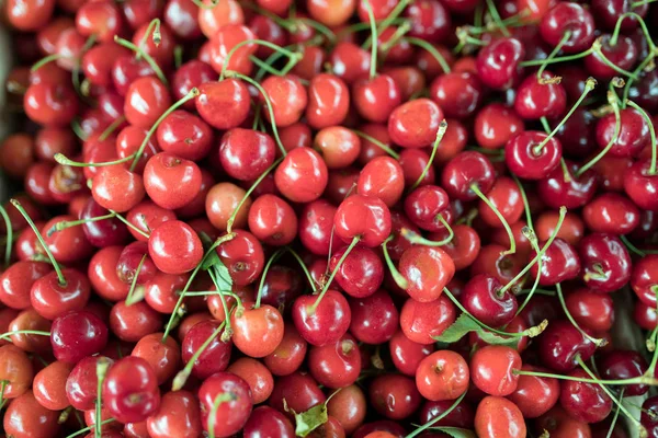 Olgun kiraz sapları ve yaprakları ile yığın kapatın. Olgun Kiraz arka plan.