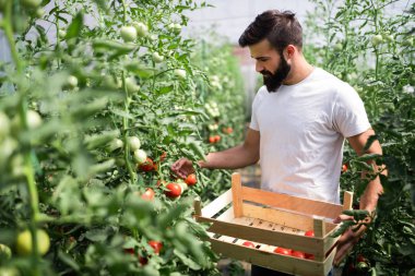 Bir serada çalışan yakışıklı genç.