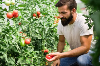 çalışan şeffaf Polikarbon sera domates hasat