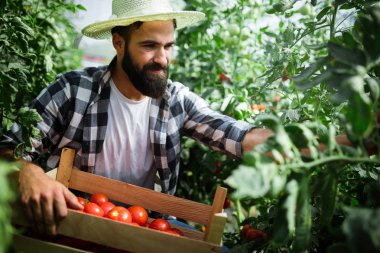 Çekici mutlu erkek çiftçi onun sera içinde çalışma