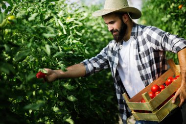 Erkek yakışıklı bir çiftçi onun sera bahçeden taze domates toplama