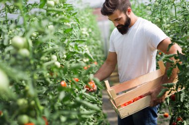 Çekici mutlu erkek çiftçi onun sera içinde çalışma