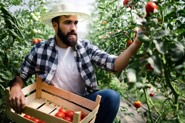 Amistoso Joven Agricultor Trabajo Invernadero — Foto de Stock