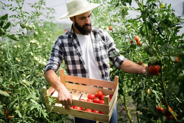 Kaukaski Rolnik Zbieranie Świeżych Pomidorów Jego Oranżeria Ogrodu — Zdjęcie stockowe