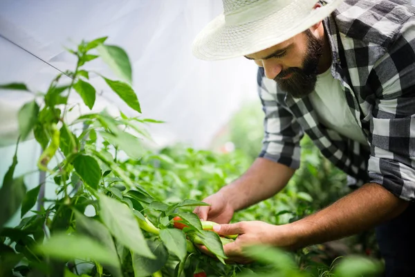 Friendly Young Farmer Work Greenhouse — Stock Photo, Image