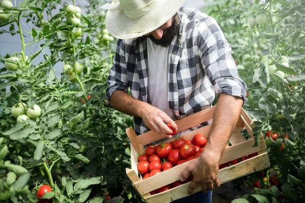 Homme Beau Fermier Cueillant Des Tomates Fraîches Dans Son Jardin — Photo