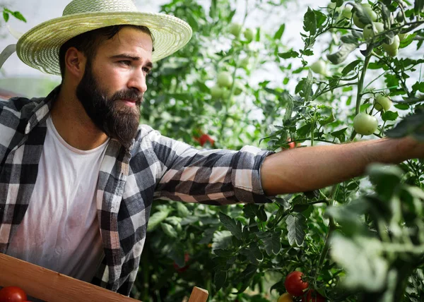 Amistoso Joven Agricultor Trabajo Invernadero — Foto de Stock