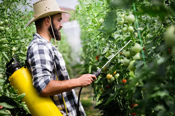 Man Spraying Protecting Tomato Plant Greenhouse — Stock Photo, Image