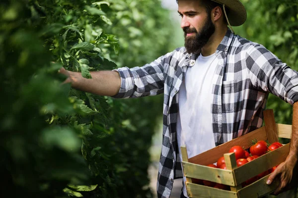 Attraente Felice Agricoltore Maschio Che Lavora Nella Sua Serra — Foto Stock