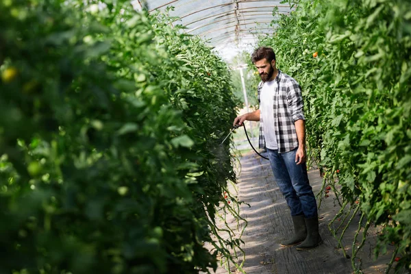 Uomo Spruzza Protegge Pianta Pomodoro Serra — Foto Stock