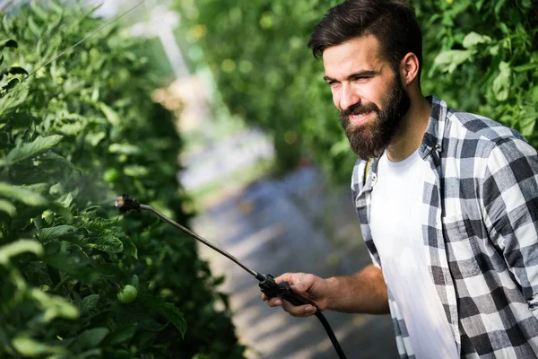 Kastration Von Gemüse Mit Wasser Oder Pflanzenschutzmitteln Wie Pestiziden Gegen — Stockfoto