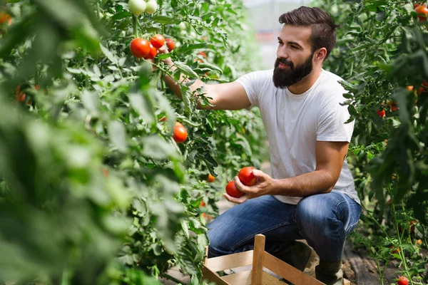 Kaukaski Rolnik Zbieranie Świeżych Pomidorów Jego Oranżeria Ogrodu — Zdjęcie stockowe