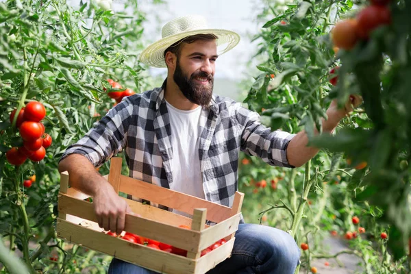 Oogst Rijpen Tomaten Een Broeikas — Stockfoto