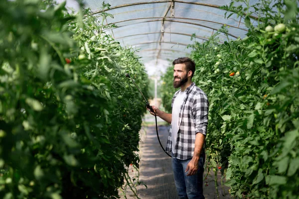 Hombre Rociando Protegiendo Planta Tomate Invernadero — Foto de Stock