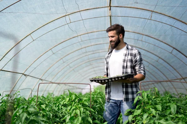 Ein Junger Arbeiter Pflanzt Einen Tomatensetzling Einem Gewächshaus — Stockfoto