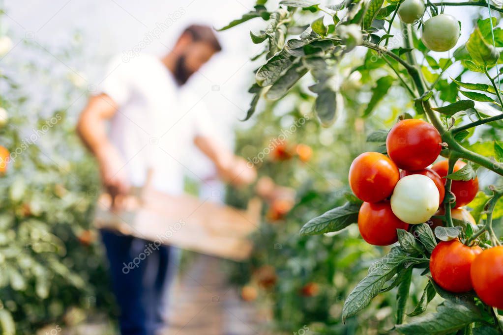 Harvest ripening of tomatoes in a hothouse