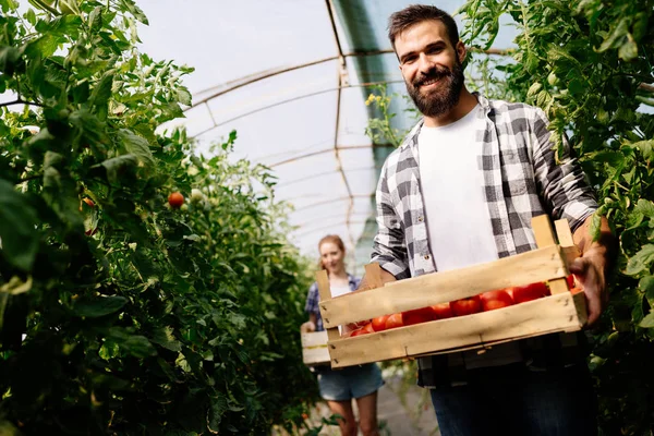 Atractivo Feliz Agricultor Masculino Trabajando Invernadero — Foto de Stock