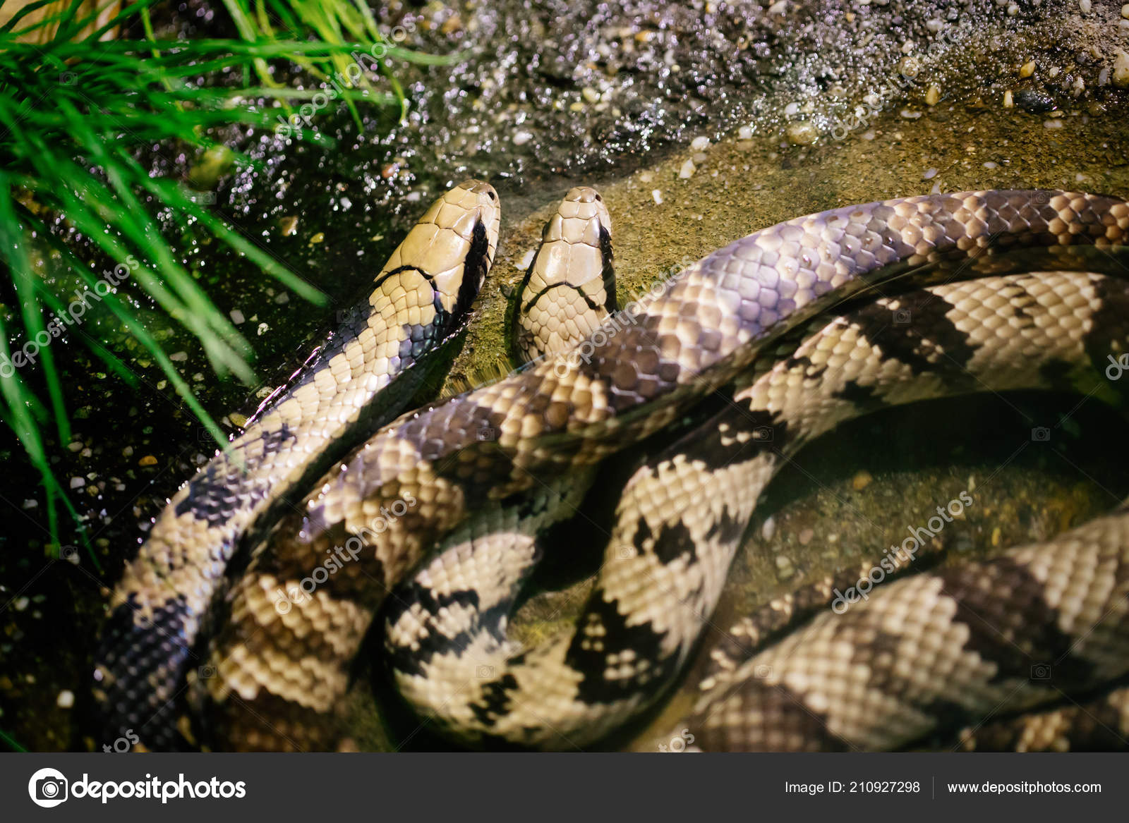 Close Picture Dangerous Grown Python Snake — Stock Photo © nd3000 ...