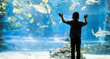 küçük çocuk, çocuk balık oceanarium içinde yüzme balık izlerken