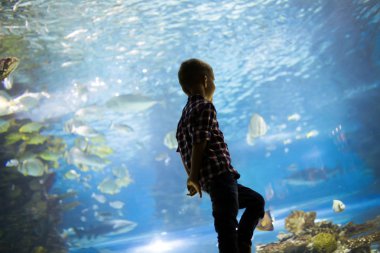 Ciddi çocuk ile ocenarium, tropikal balık akvaryum arıyorsunuz