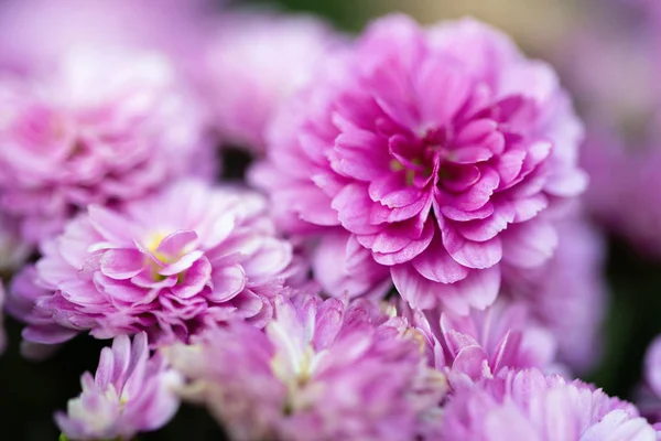 Crisântemos Rosa Bonita Como Imagem Fundo Crisântemos Outono — Fotografia de Stock