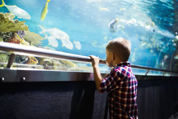 Ernstige Jongen Zoek Aquarium Met Tropische Vissen Ocenarium — Stockfoto