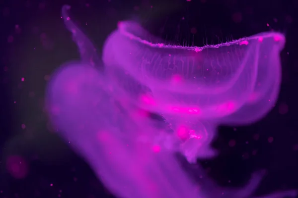 Imagem Close Belas Medusas Azuis Flutuando Oceano — Fotografia de Stock