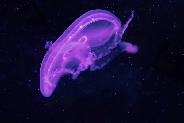 Közeli Kép Gyönyörű Kék Medúza Lebeg Óceán — Stock Fotó