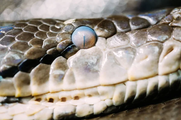 Vista Lateral Frontal Cabeza Serpiente —  Fotos de Stock