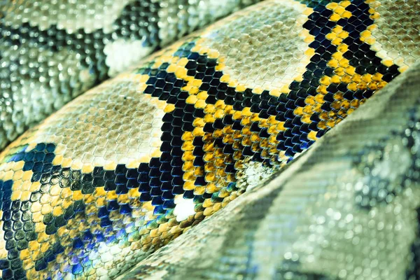 Amarillo Marrón Negro Serpiente Hermosa Textura —  Fotos de Stock