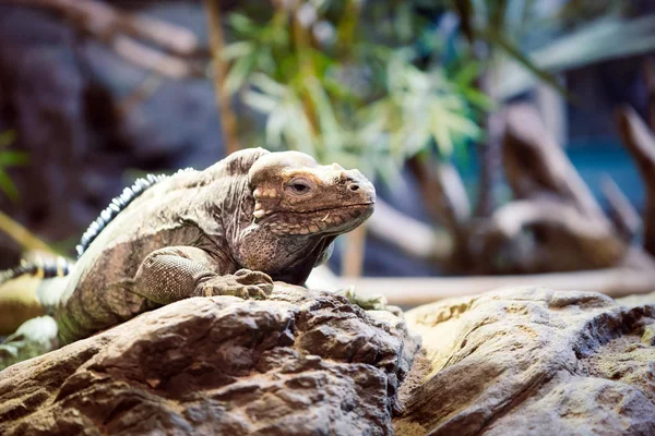 Reptil Leguano Sentado Una Roca Día Soleado Esperando — Foto de Stock