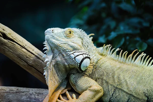 Ein Grüner Leguan Steht Auf Einem Ast — Stockfoto