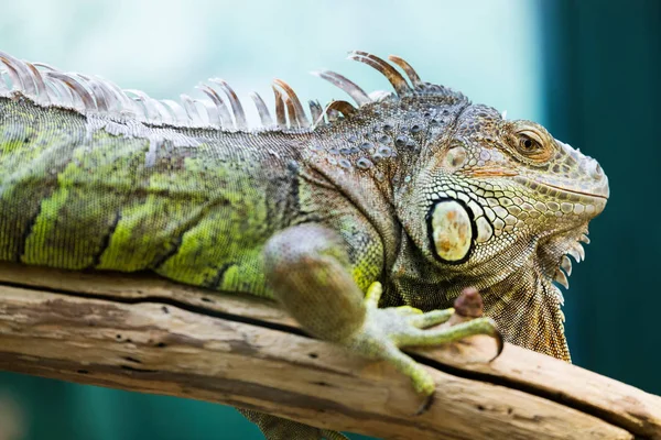 Fechar Belo Iguana Verde Ramo — Fotografia de Stock